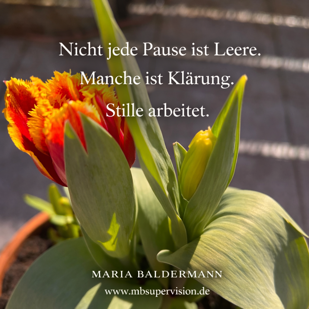 eine frisch gepflanzte Tulpe als Hintergrund für den Text: Nicht jede Pause ist Leere. Manche ist Klärung. Stille arbeitet.