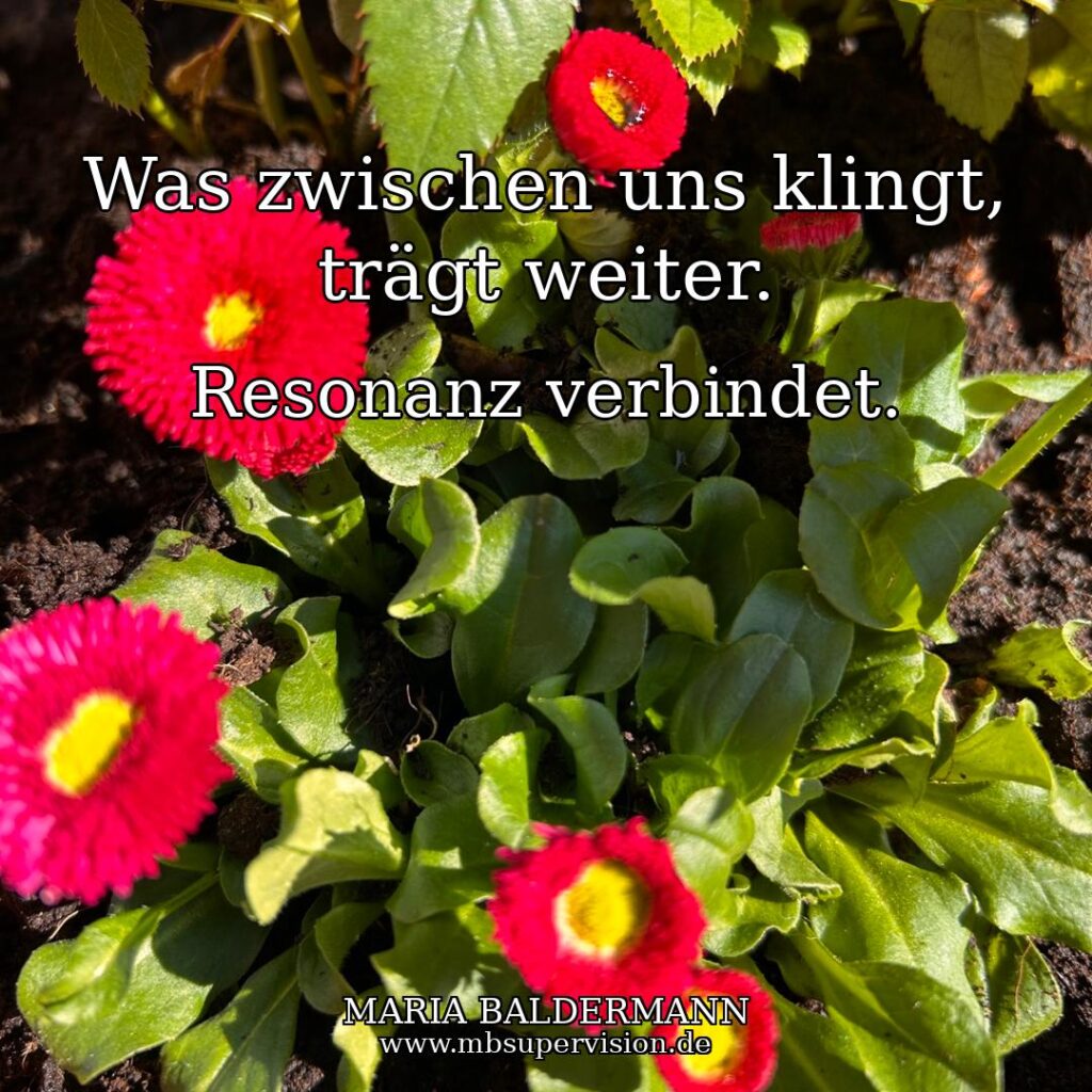 Rote Gänseblümchen mit dem Text: Was zwischen uns klingt, trägt weiter. Resonanz verbindet.