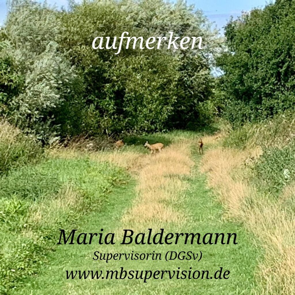 Ein grasbewachsener Weg führt durch eine grüne Landschaft mit Bäumen und Büschen. Auf dem Weg und am Rand sind mehrere Rehe sichtbar, die den Weg überqueren. Im oberen Bereich steht das Wort 'aufmerken', im unteren Bereich der Name 'Maria Baldermann', die Berufsbezeichnung 'Supervisorin (DGSV)' sowie die Internetadresse ‘www.mbsupervision.de’.
