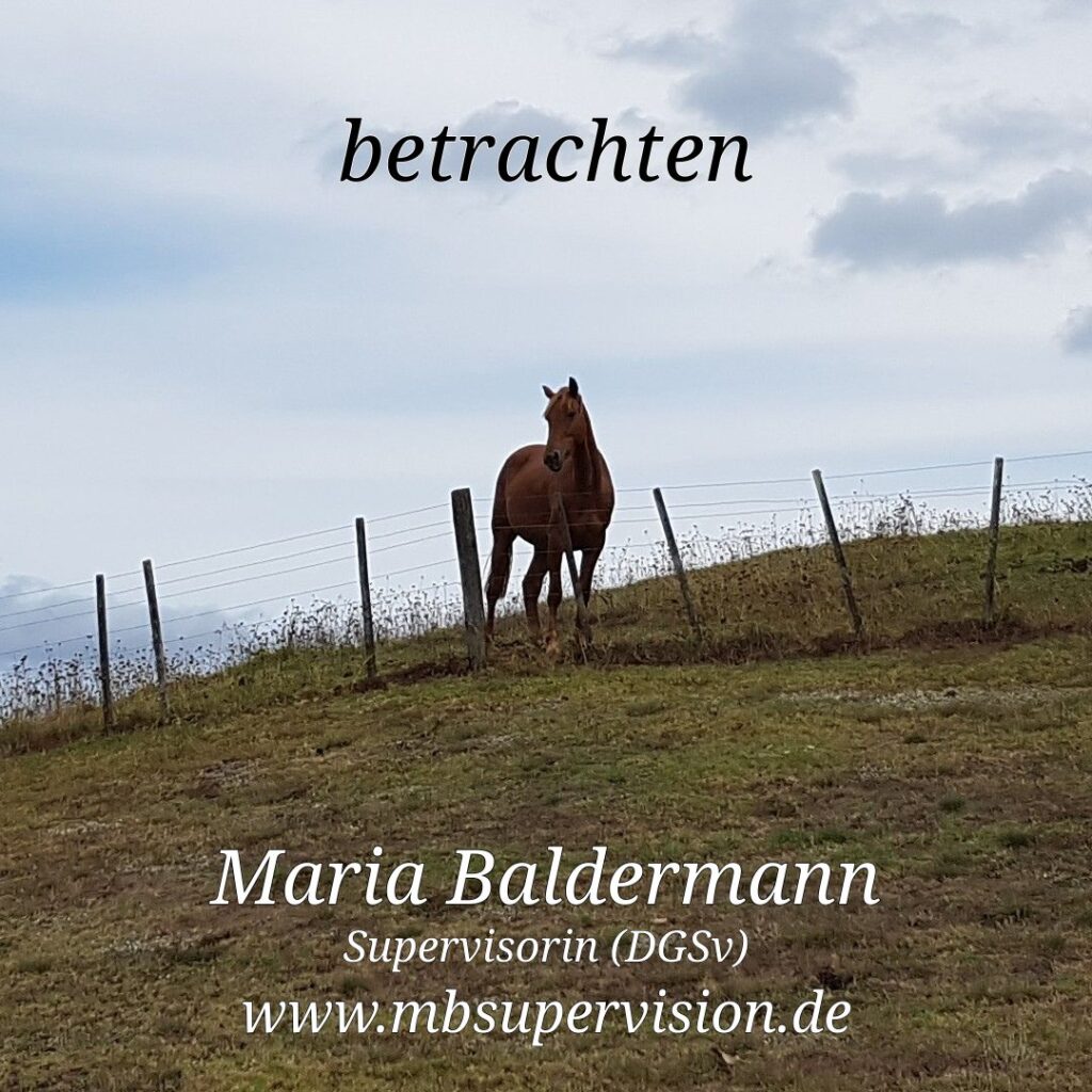 Ein braunes Pferd steht auf einer leicht ansteigenden Wiese hinter einem einfachen Drahtzaun unter bewölktem Himmel. Im oberen Bereich steht der Schriftzug 'betrachten'. Unten im Bild sind der Name 'Maria Baldermann', die Berufsbezeichnung 'Supervisorin (DGSV)' und die Internetadresse 'www.mbsupervision.de' zu lesen.