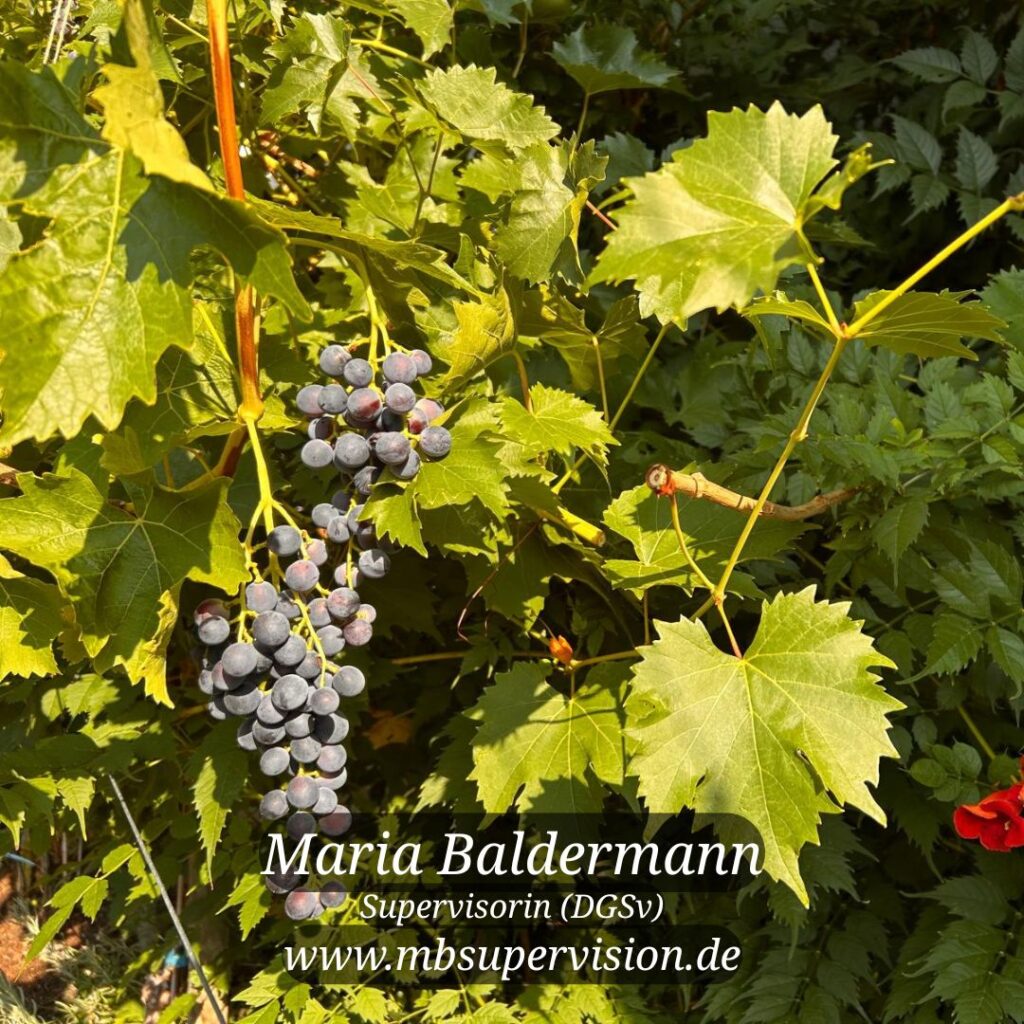 Im Vordergrund hängen dunkelviolette Weintrauben an einem Rebstock, umgeben von grünen, gezackten Blättern. Sonnenlicht fällt auf die Blätter und Früchte, wodurch einzelne Bereiche hell erleuchtet sind. Unten im Bild sind der Name 'Maria Baldermann', die Berufsbezeichnung 'Supervisorin (DGSV)' und die Internetadresse 'www.mbsupervision.de' zu lesen.