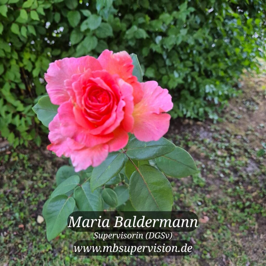 Eine rosafarbene Rose mit leicht gelben Akzenten an den Blütenblättern steht im Vordergrund. Die Blume ist von grünen Blättern umgeben. Im Hintergrund ist unscharfes Blattwerk und Boden zu sehen. Unten im Bild sind der Name 'Maria Baldermann', die Berufsbezeichnung 'Supervisorin (DGSV)' und die Internetadresse 'www.mbsupervision.de' zu lesen.