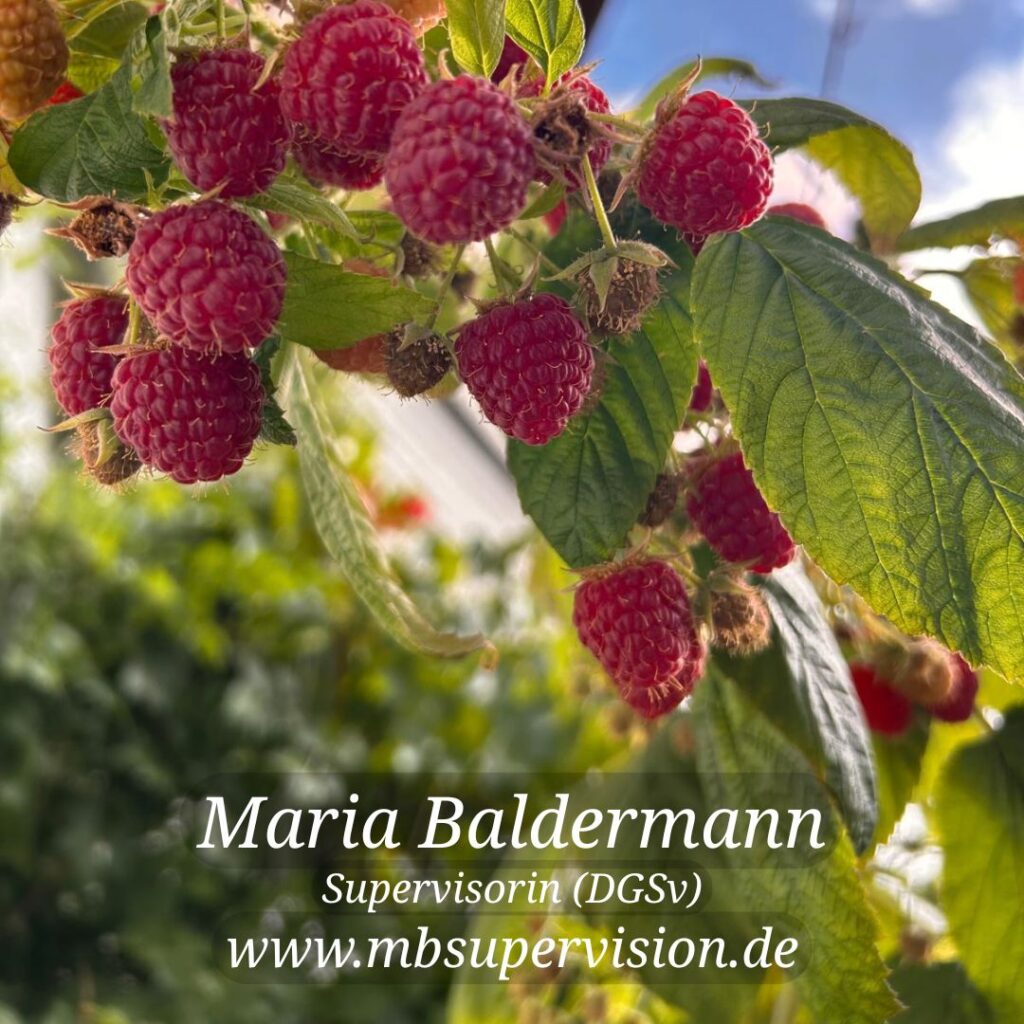 Im Vordergrund hängen reife, rote Himbeeren an einem Zweig mit grünen Blättern. Im Hintergrund ist unscharf weiteres Blattwerk und ein Stück Himmel zu erkennen. Im unteren Bildbereich sind der Name 'Maria Baldermann', die Berufsbezeichnung 'Supervisorin (DGSV)' und die Internetadresse 'www.mbsupervision.de' zu lesen.